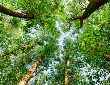 Image of Tree Canopy